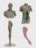 Écorché Master Study Set — Complete Anatomy Collection