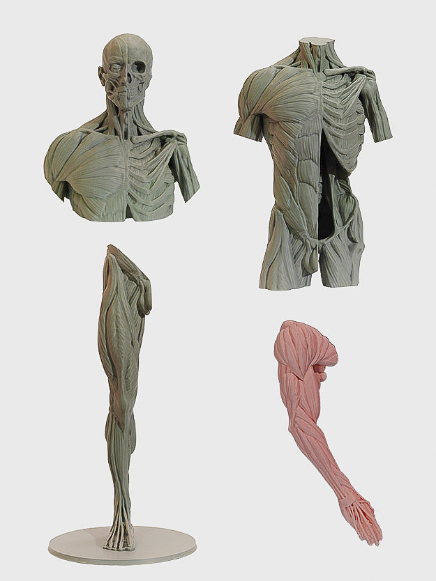 Écorché Master Study Set — Complete Anatomy Collection