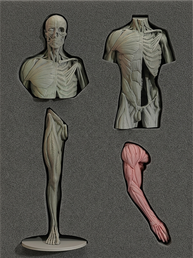 Écorché Master Study Set — Complete Anatomy Collection