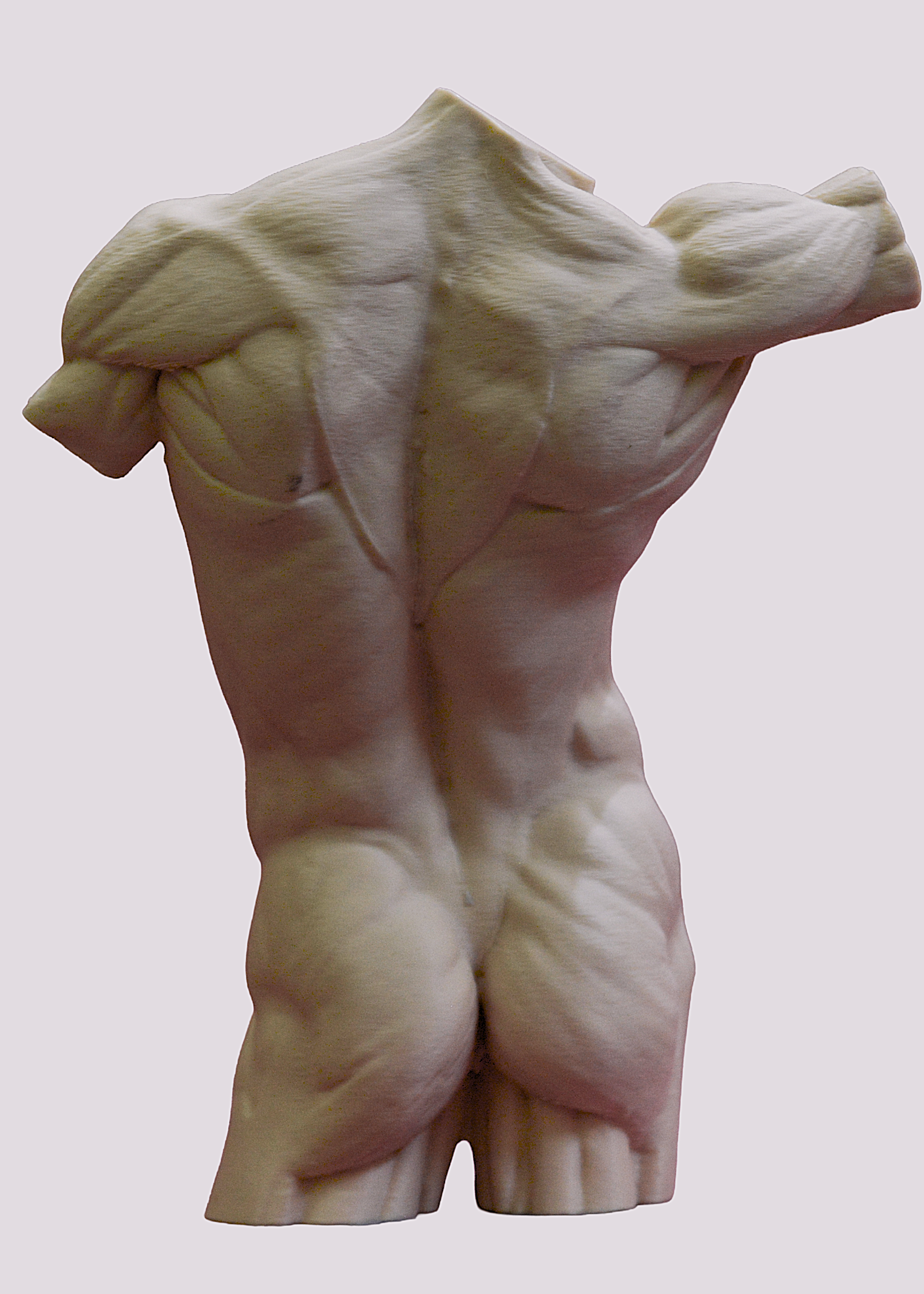 Classical Male Torso Study – Artist Reference Sculpture
