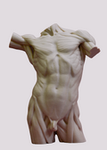 Classical Male Torso Study – Artist Reference Sculpture