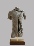 Écorché Torso Study Model — Artist Collectible Sculpture